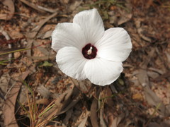 Decaschistia peninsularis