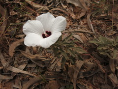 Decaschistia peninsularis