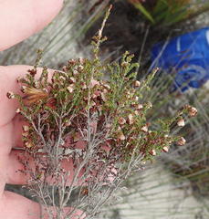Erica viscosissima