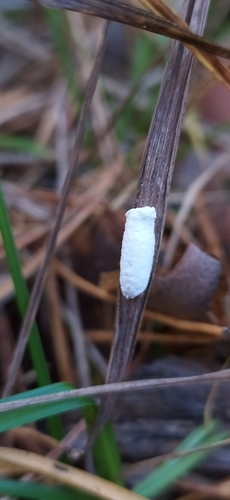 Cottony Grass Scale