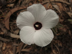 Decaschistia peninsularis