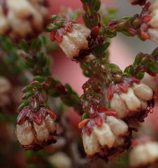 Erica viscosissima