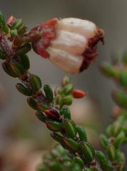 Erica viscosissima