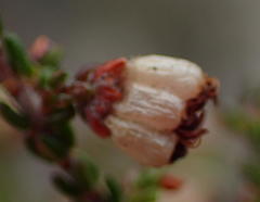 Erica viscosissima