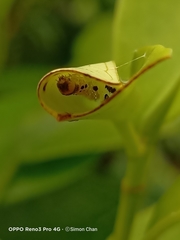 Glyphodes bivitralis