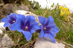 Anthyllis vulneraria alpestris