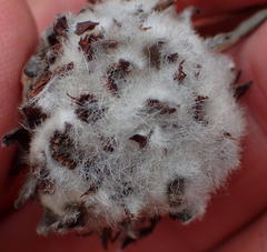 Leucospermum praecox