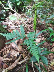 Sceptridium formosanum