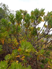 Leucospermum praecox