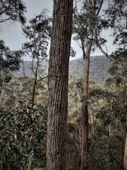 Eucalyptus blaxlandii