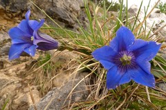 Gentiana clusii