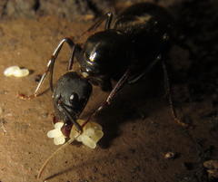 Camponotus natalensis