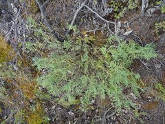 Astragalus suffruticosus