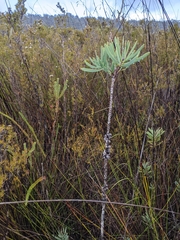 Melaleuca glauca