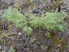 Astragalus suffruticosus