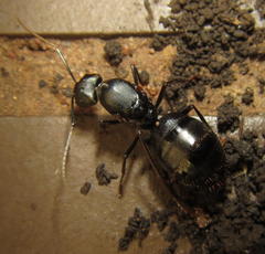 Camponotus natalensis