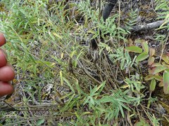 Astragalus suffruticosus