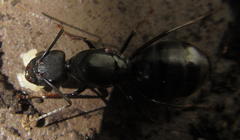 Camponotus natalensis