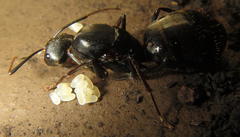 Camponotus natalensis