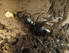 Camponotus natalensis