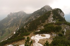 Anthyllis vulneraria alpestris