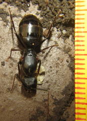 Camponotus natalensis