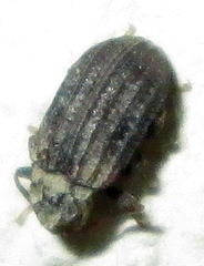 Paragonocnemis