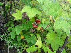 Ribes pauciflorum