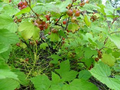 Ribes pauciflorum