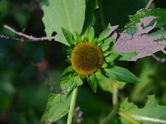 Carpesium macrocephalum