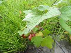 Ribes pauciflorum