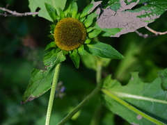 Carpesium macrocephalum