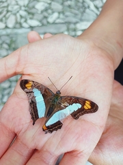 Adelpha serpa