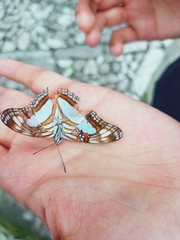 Adelpha serpa