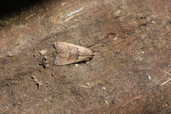 Blepharocerus ignitalis