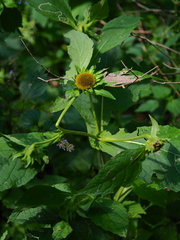 Carpesium macrocephalum