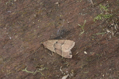 Blepharocerus ignitalis