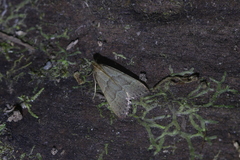 Blepharocerus ignitalis