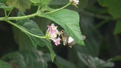 Coeliades forestan forestan