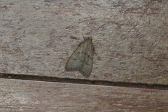 Blepharocerus ignitalis