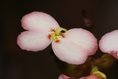 Stylidium junceum