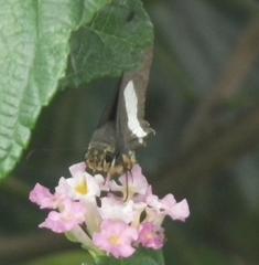 Coeliades forestan forestan