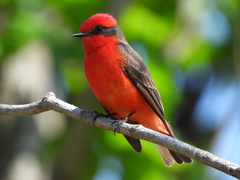 Pyrocephalus rubinus