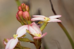 Stylidium junceum