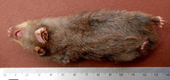 Amblysomus hottentotus iris