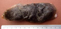 Amblysomus hottentotus iris