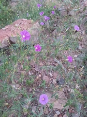 Ipomoea ternifolia leptotoma