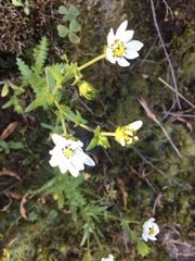 Perezia multiflora sonchifolia