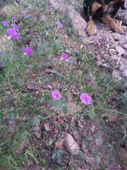 Ipomoea ternifolia leptotoma