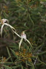 Caladenia validinervia